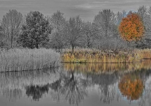 pastel ombre en noir et blanc nature capture
