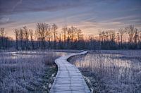 Een koude winterochtend op een vlonderpad