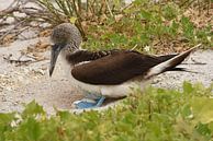 Broedende blauwvoetgent (Sula nebouxii) van Frank Heinen thumbnail