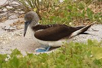 Broedende blauwvoetgent (Sula nebouxii)
