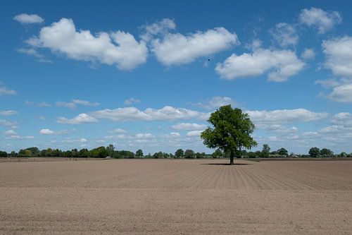 Boom in omgeploegde akker