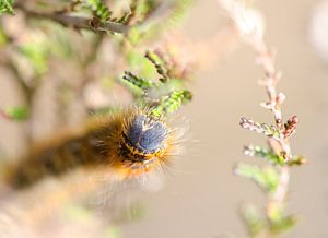 Rups sur Annemarie Winkelhagen