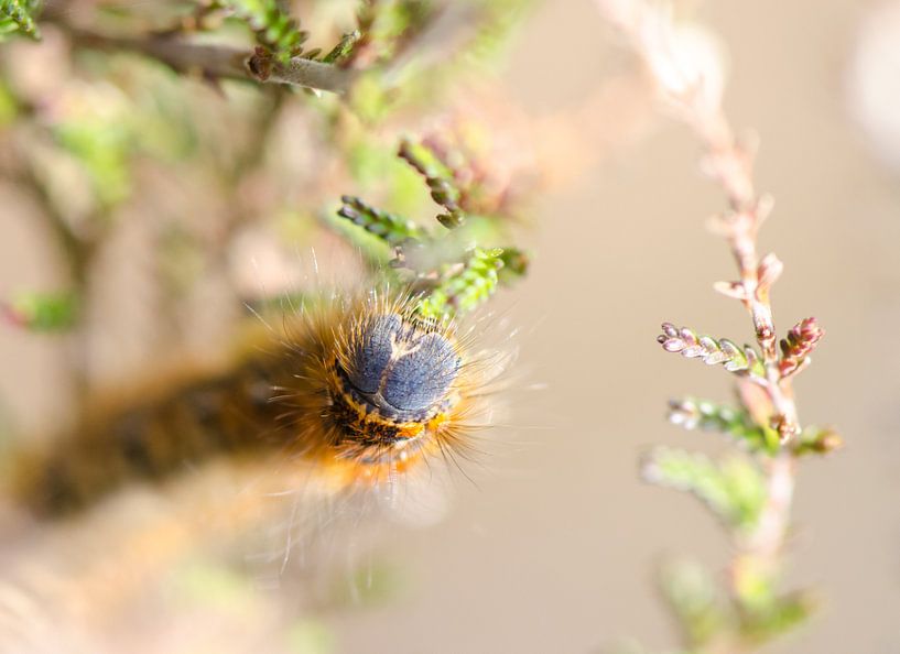 Rups by Annemarie Winkelhagen