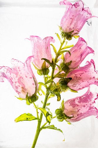 Glockenblume in Eis 2