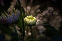 Blume 3