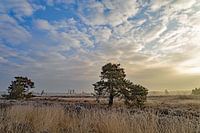 neterselse heide (2)