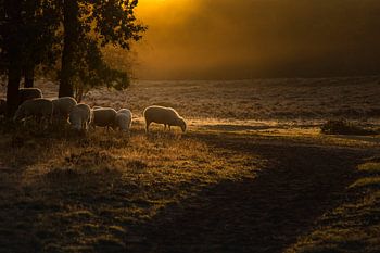 Schapen in de ochtendmist