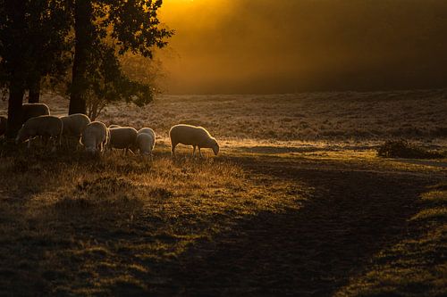 Schapen in de ochtendmist