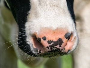 Nez humide vache II