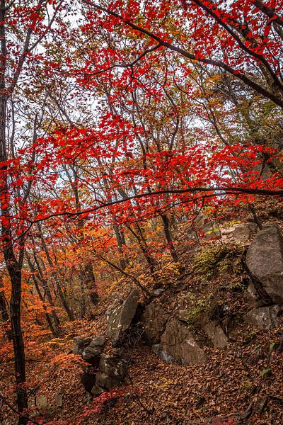 Autumn in the forests of Bukhansan by Mickéle Godderis