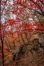 Autumn in the forests of Bukhansan by Mickéle Godderis thumbnail