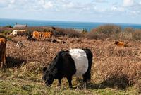 Koeien in Cornwall