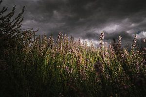 Blühendes violettes Heidekraut unter holländischem Wolkenhimmel