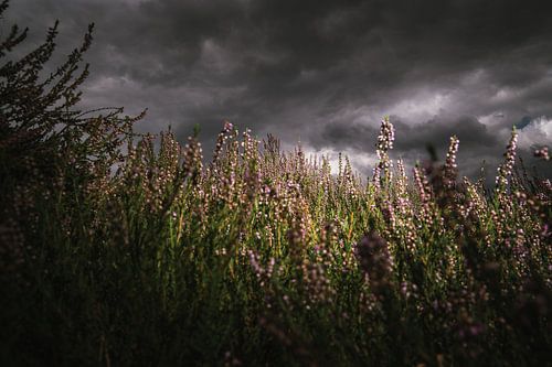 Blühendes violettes Heidekraut unter holländischem Wolkenhimmel