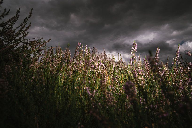 Bloeiende paarse heide onderHollandse  wolkenlucht van Fotografiecor .nl