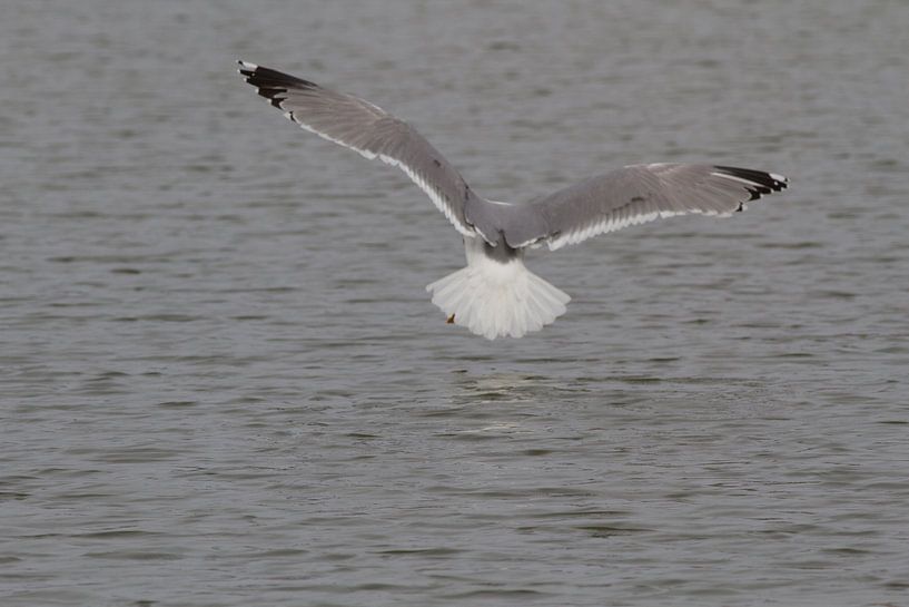 Wings1 par Els Van den Kerckhove-Verhoeven