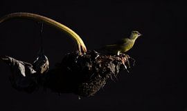 Grünfink auf Sonnenblume von Danny Slijfer Natuurfotografie