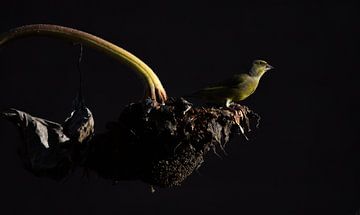 Groenling op zonnebloem van Danny Slijfer Natuurfotografie