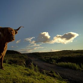 Le Highlander écossais au soleil du soir sur Arnold van Rooij