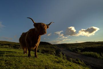 Le Highlander écossais au soleil du soir