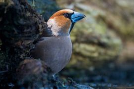 Apfelfink von Merijn Loch