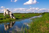 Réflexion sur la vache