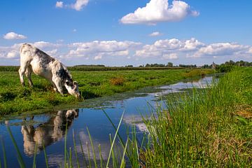 Cow reflection