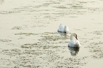 Two swans by Merijn van der Vliet
