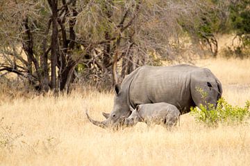 Rhino with juvenile sur Jan van Kemenade
