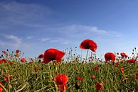 Red Poppy van Ostsee Bilder thumbnail