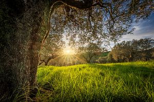 Der alte Olivenbaum bei Sonnenuntergang, Toskana