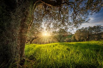 De oude olijfboom bij zonsondergang, Toscane van Stefano Orazzini
