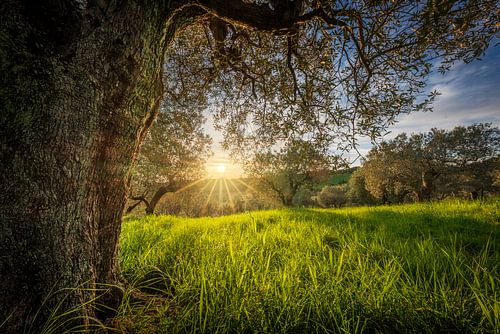 De oude olijfboom bij zonsondergang, Toscane
