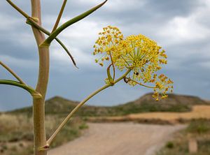 Angelica archangelica Pflanze mit wunderschöner Landschaft als Hintergrund