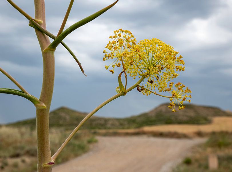 grote engelenwortel bloemen met mooi landschap als achtergrond van ChrisWillemsen
