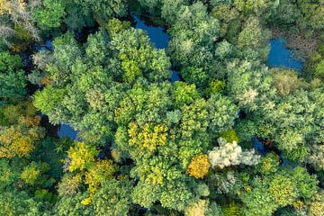 Deciduous forests in the Netherlands by Jeroen Kleiberg