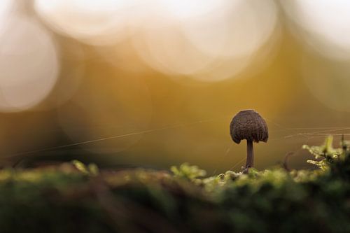 Toadstool - Autumn bokeh