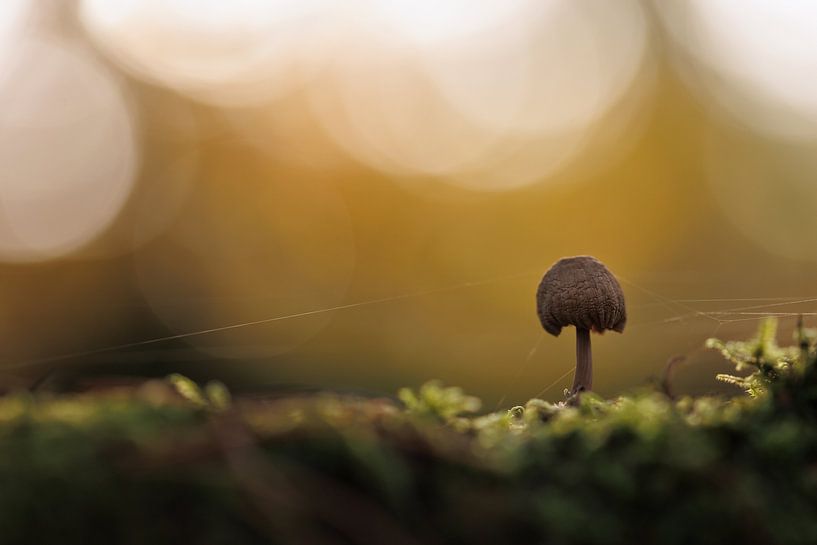 Fliegenpilz - Herbstbokeh von Dagmar Hijmans