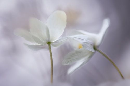 Anémones en gris violet sur Patricia van Kuik