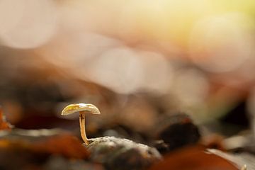 Mini paddenstoel op dennenappel van Maaike Munniksma