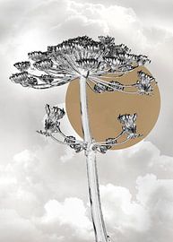 Bärenklau im ZEN-Modus von Affect Fotografie