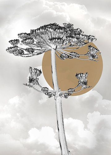 La berce du Caucase en mode ZEN