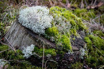 Many kinds of moss on a tree stump in the Hulshorster Zand by Hans de Waay