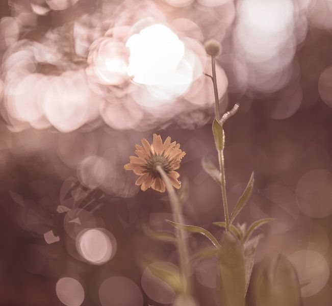 flowers part 192 by Tania Perneel