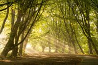 Harp of light Amsterdamse Bos