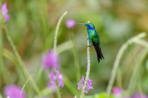 Lesser violetear