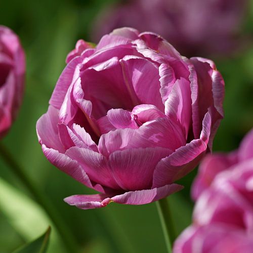 Paarse dubbele tulp