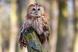 Tawny owl in the forest by Teresa Bauer