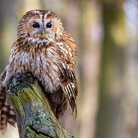 Tawny owl in the forest by Teresa Bauer