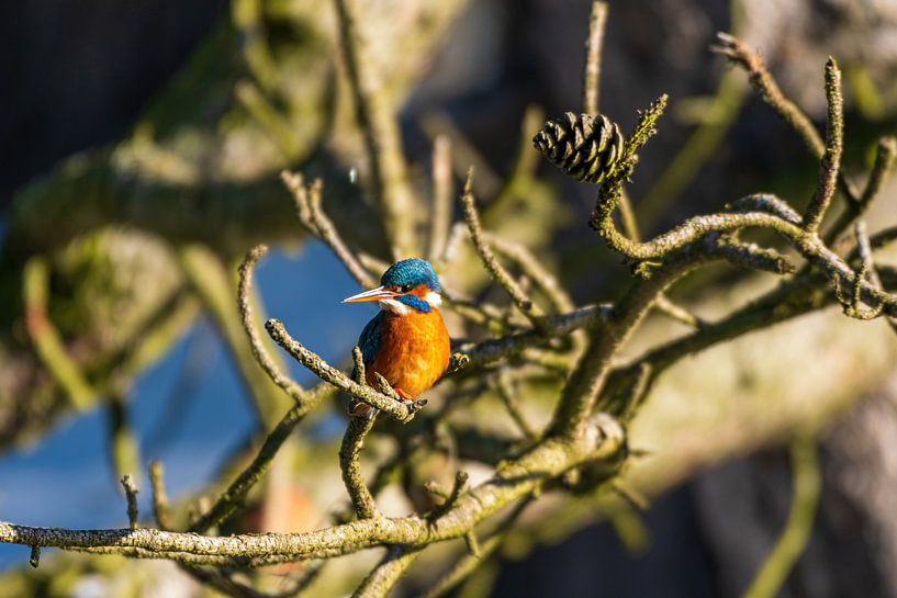 Kingfisher Amsterdam Water Supply Dunes by Merijn Loch